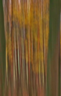 Forest in November, abstracted, blurring, autumn, Germany