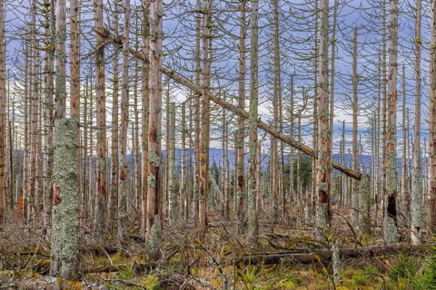 Dead spruce trees in forest in the Harz Mountains in autumn, damage caused by bark beetle