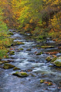 River Bode running through forest showing autumn colours, fall colors at Nature reserve Bode Valley