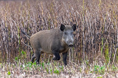 Solitary wild boar (Sus scrofa) sow foraging along edge of farmland, stubble field in summer