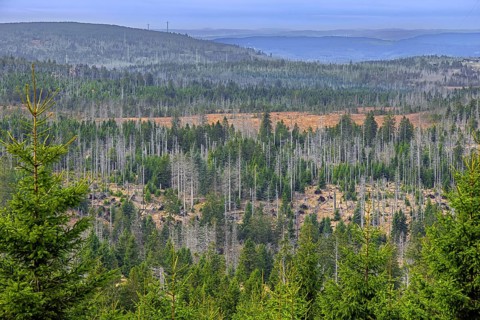 Aerial view over forest with dead spruce trees in the Harz Mountains, damage caused by bark beetle