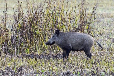 Wild boar (Sus scrofa) sow with piglets, squeakers foraging along edge of farmland, stubble field