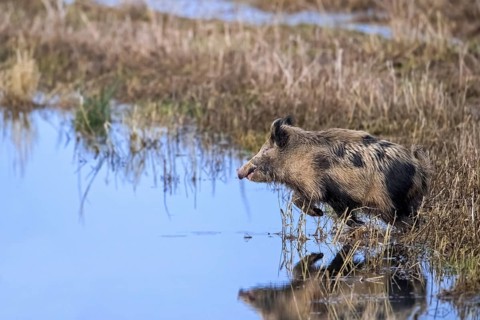 Fleeing feral spotted wild boar (Sus scrofa), boar-pig hybrid crossing shallow water of pond in