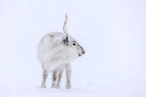 Svalbard reindeer (Rangifer tarandus platyrhynchus) adult in thick winter coat during snowfall on