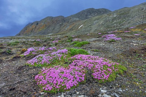 Moss campion, cushion pink (Silene acaulis) in flower in summer on the arctic tundra, Svalbard,