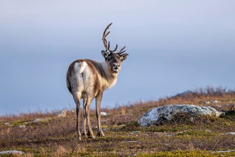 Reindeer (Rangifer tarandus) female, cow with shed antler branch, foraging on the tundra in autumn,