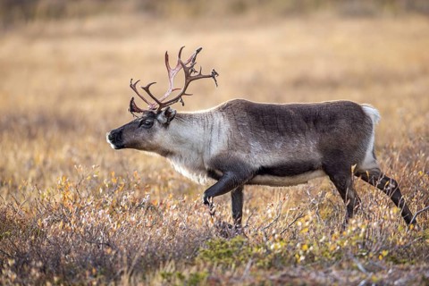 Reindeer (Rangifer tarandus) female, cow with bloody antlers after shedding velvet, foraging on the