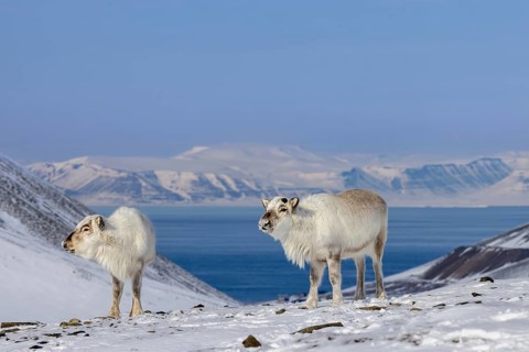Two Svalbard reindeer (Rangifer tarandus platyrhynchus) with cast antlers foraging on snow covered