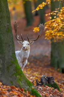 Leucistic European fallow deer (Dama dama) white buck, male with big antlers looking from behind
