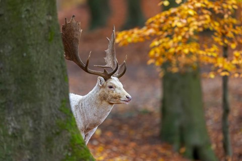 Leucistic European fallow deer (Dama dama) white buck, male with big antlers looking from behind