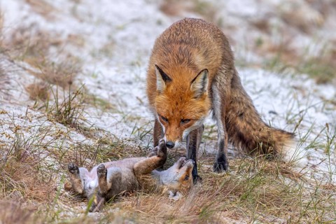 Red fox (Vulpes vulpes) female, vixen with playful kit, cub near den in the dunes in spring