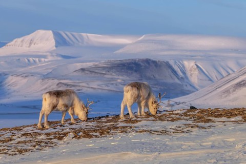 Svalbard reindeer (Rangifer tarandus platyrhynchus) two adults in thick winter coats foraging on
