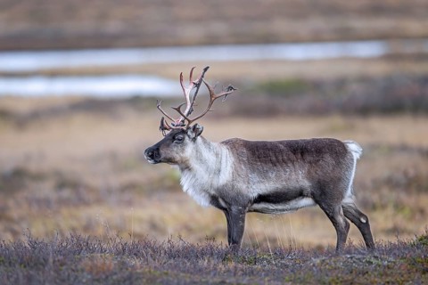 Reindeer (Rangifer tarandus) female, cow with antlers after shedding velvet, foraging on the tundra