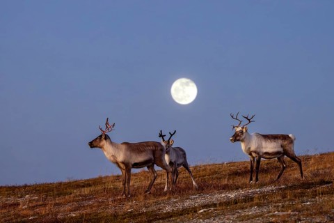 Reindeer (Rangifer tarandus) with bloody antlers after shedding velvet on the tundra at dusk with