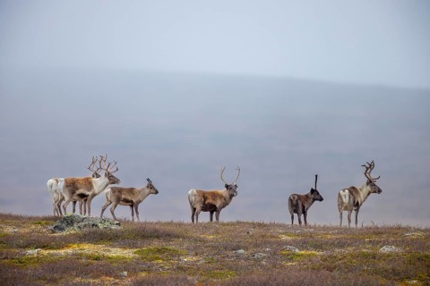 Reindeer (Rangifer tarandus) herd with antlers after shedding velvet, foraging on the tundra in