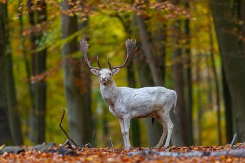Leucistic European fallow deer (Dama dama) white buck, male with big antlers in forest showing