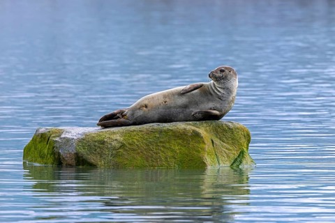 Common seal, harbour seal (Phoca vitulina) resting on rock in the Arctic Ocean along the coast of