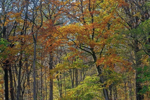 European beeches, common beech trees (Fagus sylvatica) with foliage in yellow, brown and green