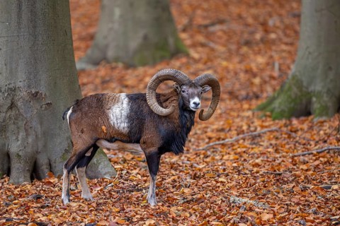 European mouflon (Ovis aries musimon, Ovis gmelini musimon) ram, male with big horns in forest