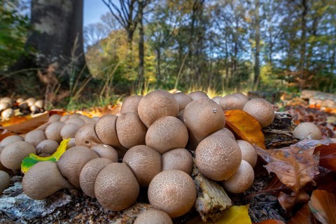 Pear-shaped puffball, stump puffballs (Apioperdon pyriforme, Lycoperdon pyriforme), saprobic fungus
