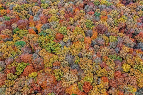 Aerial view over European beeches, beech trees (Fagus sylvatica) with foliage in yellow and brown