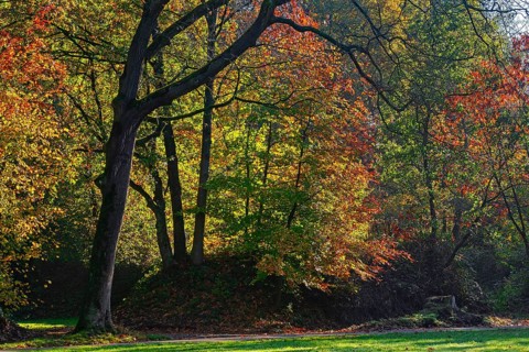 European beeches, common beech trees (Fagus sylvatica) showing foliage in yellow, red and green