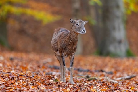 European mouflon (Ovis aries musimon, Ovis gmelini musimon) ewe, female in forest in autumn, fall