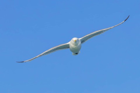 Black-legged kittiwake (Rissa tridactyla) adult in breeding plumage flying against blue sky in