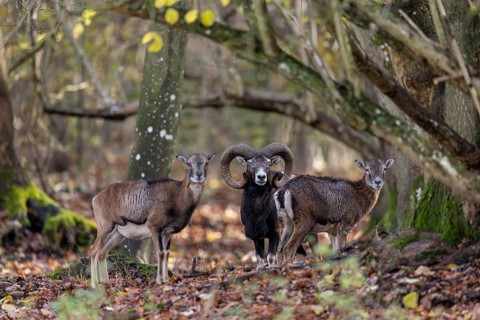European mouflon (Ovis aries musimon, Ovis gmelini musimon) ram, male with two ewes, females in