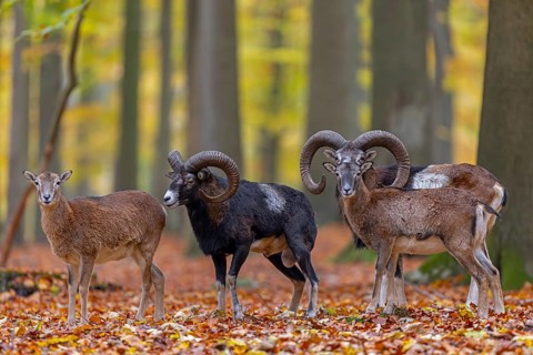 European mouflon (Ovis aries musimon, Ovis gmelini musimon) two rams, males with ewes, females in
