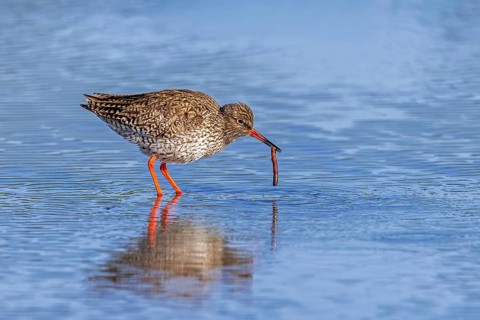 Common redshank (Tringa totanus) adult in breeding plumage eating juicy worm in shallow water of