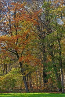 European beeches, common beech trees (Fagus sylvatica) with foliage in yellow, brown and green