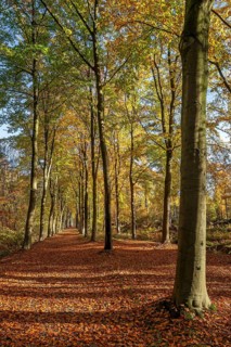 Avenue bordered with European beeches, common beech trees (Fagus sylvatica) with foliage in yellow