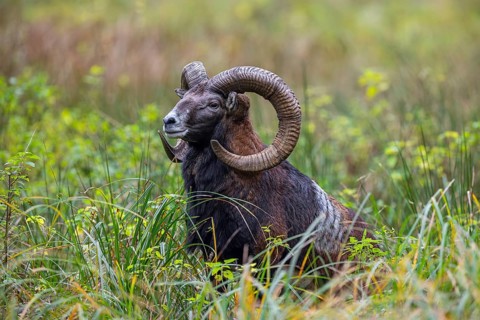 European mouflon (Ovis aries musimon, Ovis gmelini musimon) ram, male with big horns in grassland