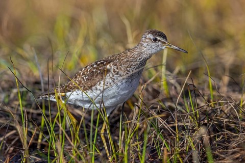 Wood sandpiper (Tringa glareola) adult in breeding plumage foraging in wetland in spring