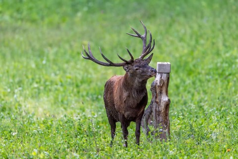 Red deer (Cervus elaphus) stag licking mineral nutrients from mineral block, salt lick placed by