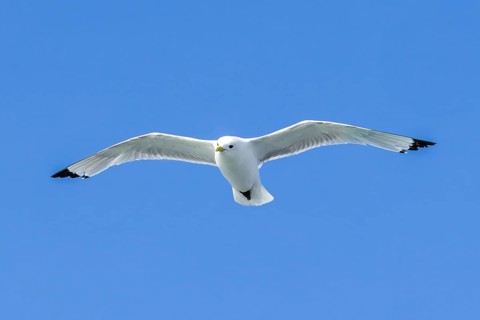 Black-legged kittiwake (Rissa tridactyla) adult in breeding plumage flying against blue sky in