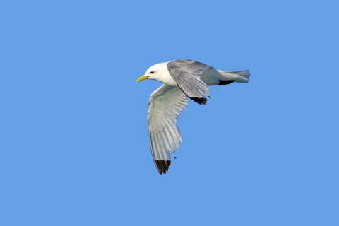 Black-legged kittiwake (Rissa tridactyla) adult in breeding plumage flying with worn primaries,