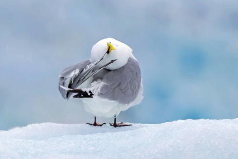 Black-legged kittiwake (Rissa tridactyla) adult in summer plumage preening feathers on ice floe in