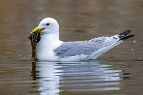 Black-legged kittiwake (Rissa tridactyla) adult in breeding plumage collecting nesting material in
