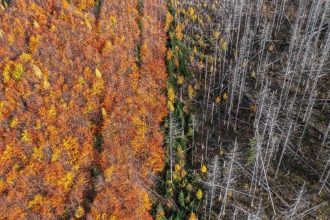 Aerial view over mixed forest with dead spruce trees in the Harz Mountains, damage caused by bark