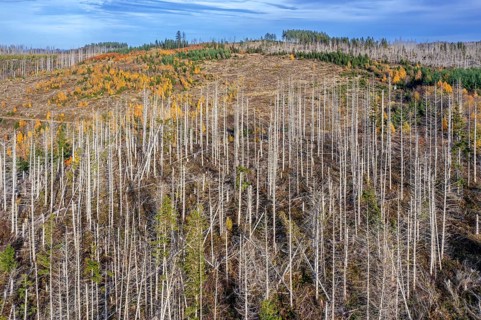 Aerial view over forest with dead spruce trees in the Harz Mountains, damage caused by bark beetle