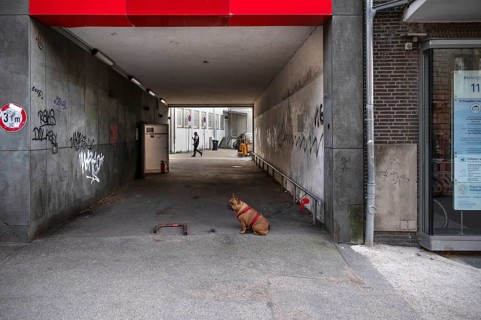 Dog, a boxer waits on a leash for his owner, Hanseatic City of Lübeck, Schleswig-Holstein, Germany