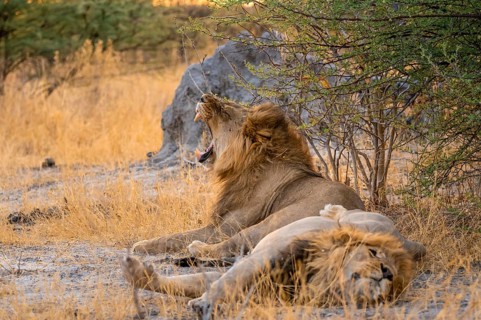 Two maned lions, lion yawns, siblings lying in grass, lion (Panthera Leo), savuti, Chobe National