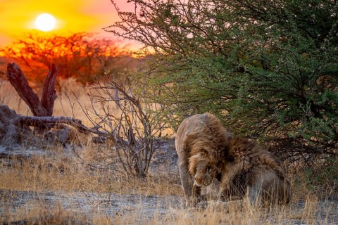 Sunset, two maned lions, siblings cuddling, lion (Panthera Leo), savuti, Chobe National Park,