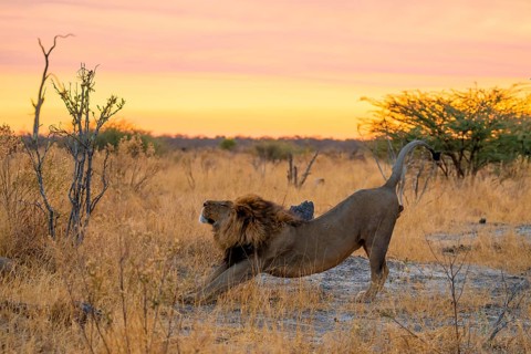Maned Lion Stretches, Lion (Panthera Leo), Savuti, Chobe National Park National Park, Botswana