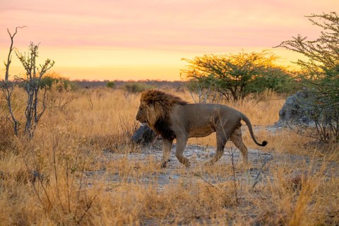 Maned lion runs, lion (Panthera Leo), savuti, Chobe National Park, Botswana