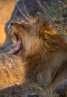 Two yawns, lying in grass, lion (Panthera Leo), savuti, Chobe National Park National Park, Botswana