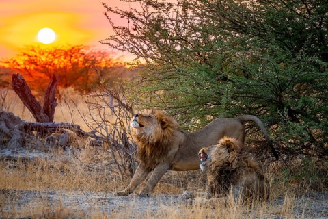 Sunset, two maned lions, siblings lying in grass, lion (Panthera Leo) stretches, savuti, Chobe