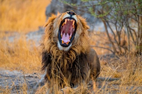 Maned lion yawns and shows teeth, lion (Panthera Leo), savuti, Chobe National Park National Park,